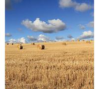 Second Nature Gallery Hay Bales in Meadow Blank Any Occasion Greeting Card ELE026
