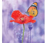 Second Nature Gallery Poppy with Butterfly Blank Any Occasion Greeting Card ELE010