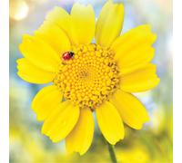 Second Nature Gallery Yellow Flower with Lady Bird Blank Any Occasion Greeting C