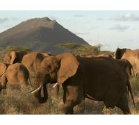 Secret life of Elephants - Episode 1