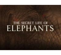 Secret life of Elephants - Season 1