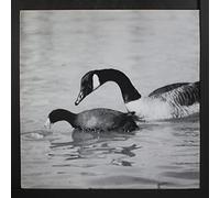 secret life of machines LP