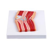 Sectional Anatomical Elbow Joint Model Realistic PVC Joint Anatomy for Anatomy Education Clinical Settings