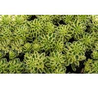 Sedum Atlantis Potted Plant: One Plant