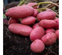 Seed Potato 'Java' 1kg, Premium Quality Maincrop Planting Tubers, Red Skinned with White Flesh, Blight Resistant