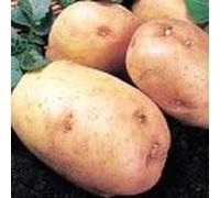 Seed Potato King Edward 1Kg