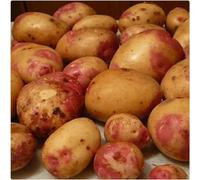 Seed Potato 'King Edward' Main Crop 1kg net for planting by Growtanical®