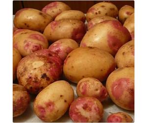 Seed Potato 'King Edward' Main Crop 1kg net for planting by Growtanical®