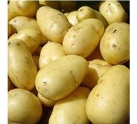 Seed Potatoes 2kg (Main Crop King Edward)