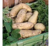 Seed Potatoes 'Ratte' Second Early French Variety Solanum tuberosum Tender Tuber Easy to Grow Your Own Garden Vegetables 1x 2kg (Approx. 16-28 Potato Tubers) By Thompson and Morgan