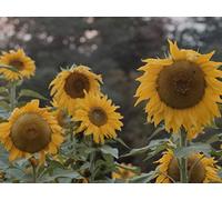 Seeds of Hope