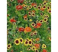 Seeds of Mixed Annuals Maggie May