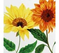 Seeds of Sunflower Moonshine/Evening Sun Mixed