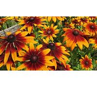 SEEDSRUDBEKIA-2 VARIETA'-Bicolor-Black Eyed Susan