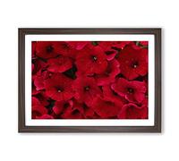 Seeing Red Flowers Framed Print | A2 Walnut Framed Wall Art | Ready to Hang | Modern Floral Picture | Living Room Bedroom Lounge Office