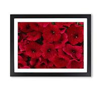 Seeing Red Flowers Modern Framed Print | A4 Black Framed Wall Art | Ready to Hang | Modern Floral Picture | Living Room Bedroom Lounge Office