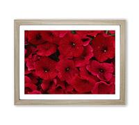 Seeing Red Flowers Modern Framed Print | A4 Oak Framed Wall Art | Ready to Hang | Modern Floral Picture | Living Room Bedroom Lounge Office