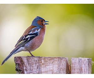 Seeking an Evolutionary Theory of Music