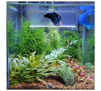 SeeShelter Betta Tunnel (Translucent Clear) - Aquarium Decor Ornament - Fish Tunnel - 1 Pack