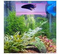 SeeShelter Betta Tunnel (Translucent Pink) - Fish Tunnel - Aquarium Decor