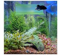 SeeShelter Brand Betta Tunnel (Translucent Light Green)