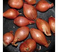 Segall Ty - Fried Shallots [VINYL]