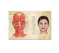 SekkQ Face Anatomy Poster Facial Muscles and Veins Skin Beauty Plastic Massage Medical Educational Canvas Poster Print Wall Art Decor No Frame-40x50cm