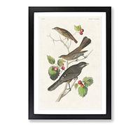 Selection of Birds by John James Audubon Framed Print | A2 Black Framed Wall Art | Ready to Hang | Modern Nature Picture | Living Room Bedroom Lounge Office