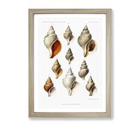 Selection Of Conch Shells By Albert I Vintage Framed Print | A3 Oak Framed Wall Art | Ready to Hang | Classic Nature Picture | Living Room Bedroom Lounge Office
