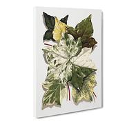 Selection Of Ivy Leaves By Shirley Hibberd Vintage Canvas Wall Art Print Ready to Hang, Framed Picture for Living Room Bedroom Home Office Décor, 24x16 Inch (60x40 cm)