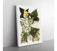 Selection Of Ivy Leaves By Shirley Hibberd Vintage Canvas Wall Art Print Ready to Hang, Framed Picture for Living Room Bedroom Home Office Décor, 60x40 cm (24x16 Inch)