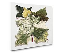 Selection of Ivy Leaves by Shirley Hibberd Vintage Canvas Wall Art Print Ready to Hang, Framed Picture for Living Room Bedroom Home Office Décor, 14x14 Inch (35x35 cm)
