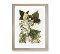 Selection Of Ivy Leaves By Shirley Hibberd Vintage Framed Print | A4 Oak Framed Wall Art | Ready to Hang | Classic Floral Picture | Living Room Bedroom Lounge Office