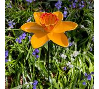 Selections Cast Iron Daffodil Bird Feeder Flower Dish