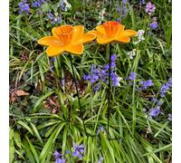 Selections Cast Iron Daffodil Bird Feeder Flower Dish (Set Of 2)