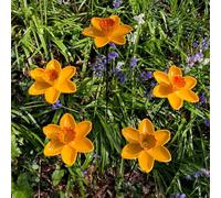 Cast Iron Daffodil Bird Feeder Flower Dish (Set of 2)