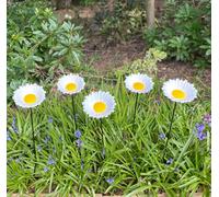 Selections Cast Iron Daisy Bird Feeder Flower Dish (Set Of 5)