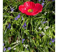 Selections Cast Iron Wild Bird Poppy Flower Dish Bird Feeder