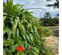 Garden Hoop Plant Bow Support System 52cm x 90cm (Pack of 6)