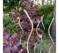 Tomato Spiral Climbing Plant Support Metal Stakes Set of 18 (1.6m)