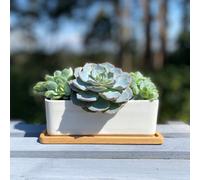Selections White Succulent Trough Pot, Outdoor, Small