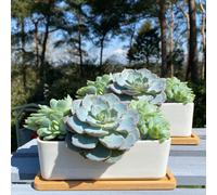 White Succulent and Cactus Trough Plant Pots (Set of 2)