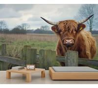 Self Adhesive Wall Mural Wallpaper Highland Cattle Photo Wallpaper Farm Animals 3D Effect Art Poster for Living Room Bedroom Home Decoration 200x140 cm A-5682