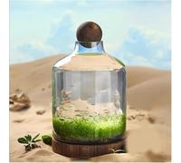 Self-Circulating Ecological Plant Tank - Desktop Ornament for Home and Office, Eco-Friendly Design for Indoor Decoration