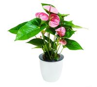 Self-Watering Round Plastic for Indoor Plants with Reservoir Base Cord and Inner Pot for Soil Cultivation (90mm)