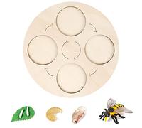 SELVFZ Simulation Animal Model Animal For Butterfly Growth Cycle Ornaments Table Decoration Uses Life Cycle Figurines
