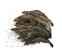 Semi-Frozen Raw Head-On Black Tiger (8-12) 1kg x 10 Packs