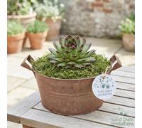 Sempervivum Housel rrangement - 20Cm Zinc Pot