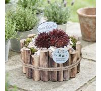 Sempervivum Housel rrangement - 23Cm Wooden Pot