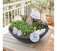 Sempervivum Housel rrangement - 27Cm Ceramic Pot